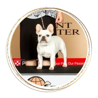 French Bulldog Puppies For Sale
